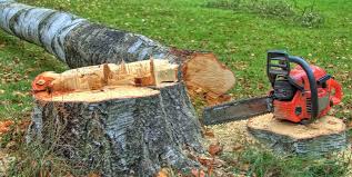 Best Tree Preservation Services  in Winfield, WV