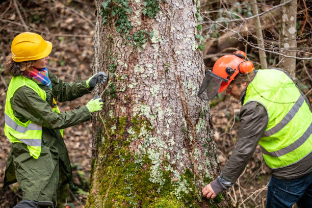 How Our Tree Care Process Works  in  Winfield, WV