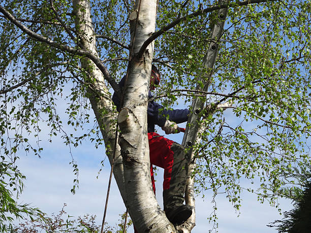 Best Tree Trimming and Pruning  in Winfield, WV