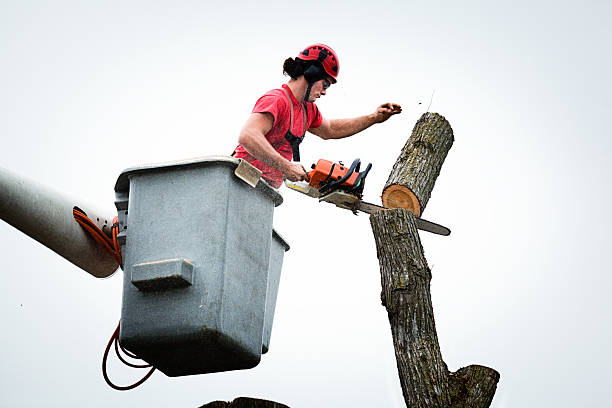 Best Emergency Tree Removal  in Winfield, WV