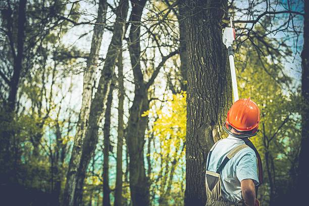 Best Tree Disease Treatment  in Winfield, WV