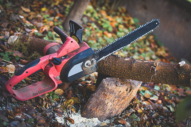 Best Lawn Renovation and Restoration  in Winfield, WV